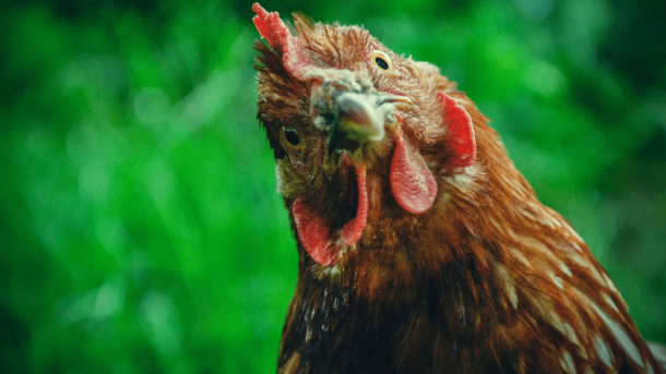 chicken-banner | The Society of Veterinary Behavior Technicians
